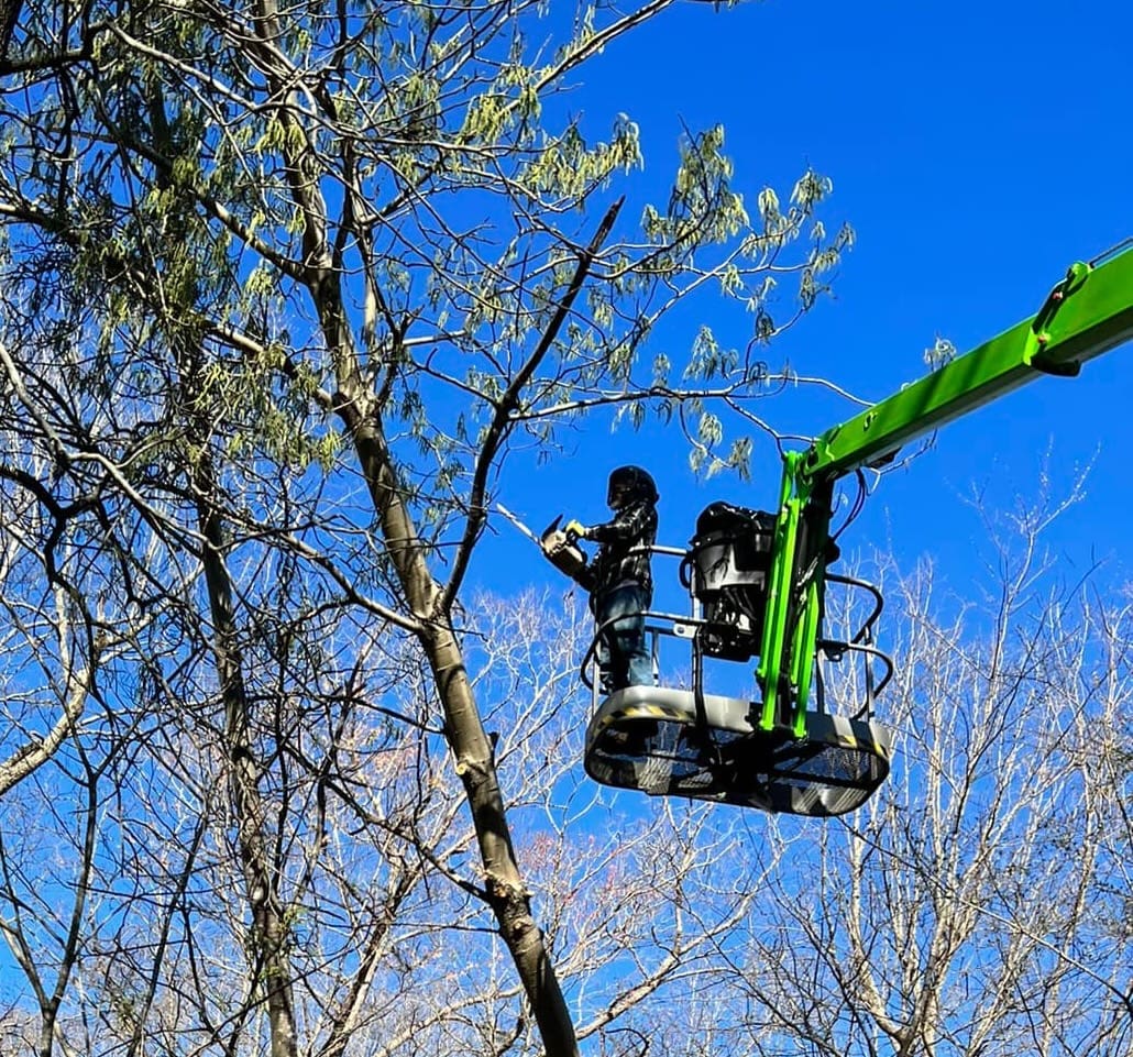 Tree Service An arborist stands in a green cherry picker, using a chainsaw to trim tree branches against a clear blue sky, surrounded by leafless and partially leafy trees, demonstrating expert tree care. Middle Tennesseer